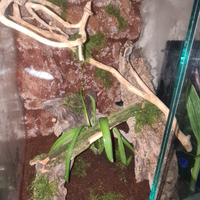 Terrario Geco crestato