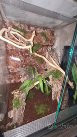 Terrario Geco crestato