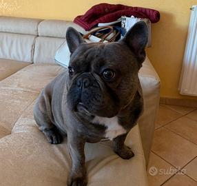 Bulldog francese