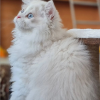 Scottish fold & Highland fold e straight