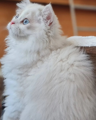 Scottish fold & Highland fold e straight
