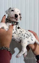 Dalmata cucciolata disponibile