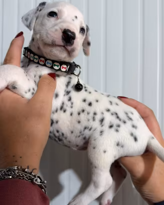 Dalmata cucciolata disponibile