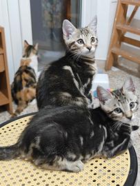 Cuccioli gattini pronti