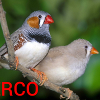 Coppia diamante mandarino