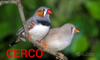 Coppia diamante mandarino