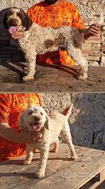 Lagotto romagnolo