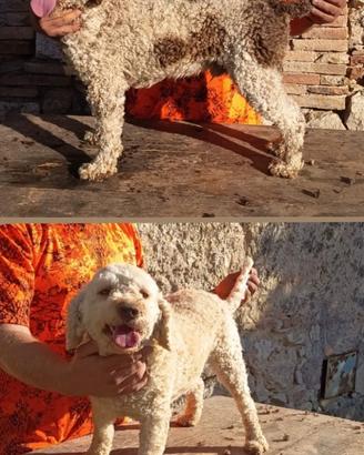 Lagotto romagnolo