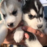 Cuccioli di husky occhi azzurri e pedigree ENCI