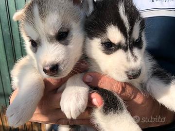 Cuccioli di husky occhi azzurri e pedigree ENCI