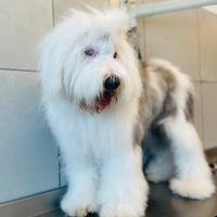 Subentro per Toelettatura Professionale e Self