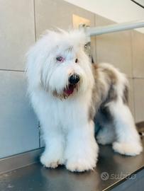 Subentro per Toelettatura Professionale e Self