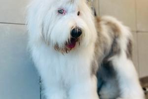 Subentro per Toelettatura Professionale e Self