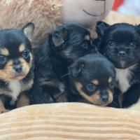 Chihuahua pelo corto e Luongo