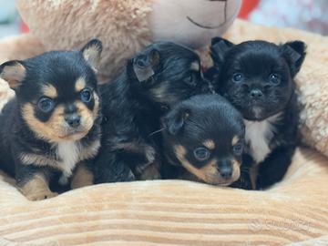 Chihuahua pelo corto e Luongo