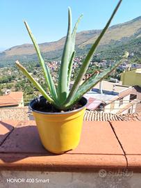 pianta aloe vera