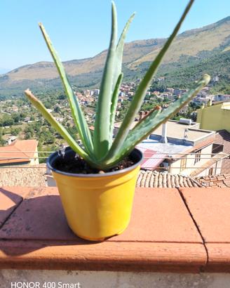 pianta aloe vera