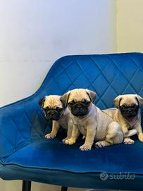 Carlino fulvo cuccioli