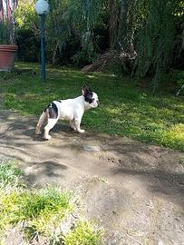 Bulldog francese