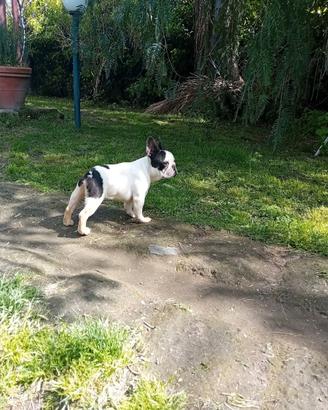 Bulldog francese