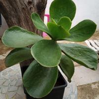 1 pianta di Cotyledon Orbiculata grande in vaso