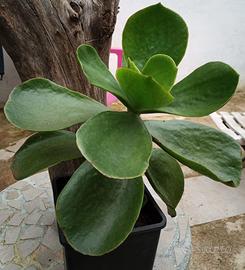 1 pianta di Cotyledon Orbiculata grande in vaso