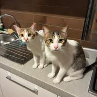 Due gattini a Rimini