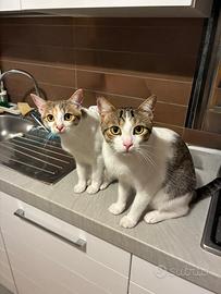 Due gattini a Rimini