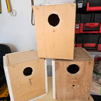 Nidi calopsitte kakariki parrocchetti