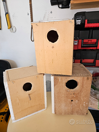 Nidi calopsitte kakariki parrocchetti