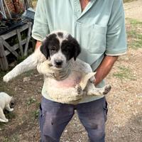 Cuccioli di maremmano