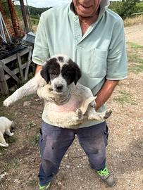 Cuccioli di maremmano