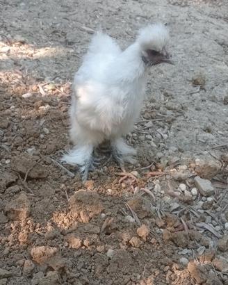 Galline su Roma e dintorni