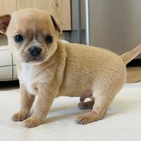 Cuccioli Chihuahua
