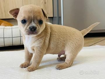 Cuccioli Chihuahua