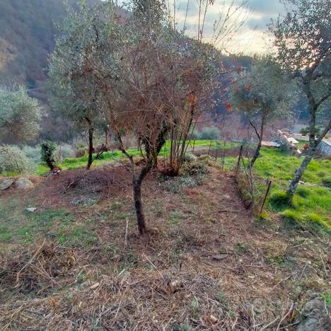 Terreno agricolo per coltivazione