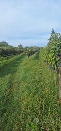 Terreno Agricolo con Vigneto e Uliveto