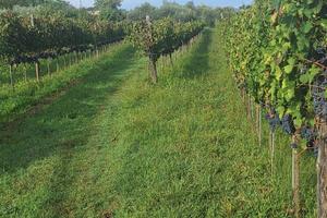 Terreno Agricolo con Vigneto e Uliveto