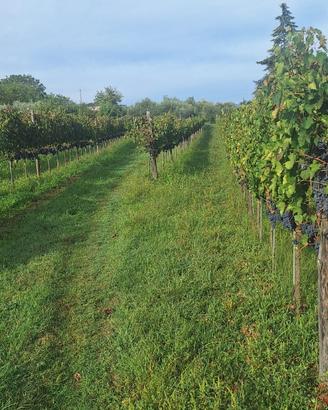 Terreno Agricolo con Vigneto e Uliveto