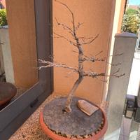Bonsai olmo campestre