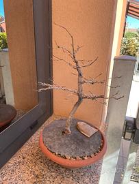 Bonsai olmo campestre