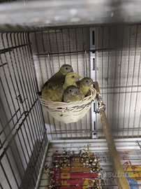 Lucherini testa nera mutati e portatori