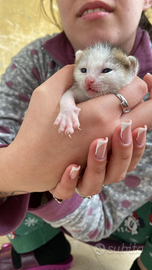 Si donano gattini