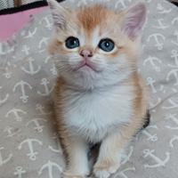 British Shorthair golden