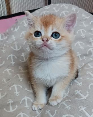 British Shorthair golden