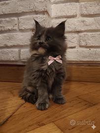Maine coon certificata afsi