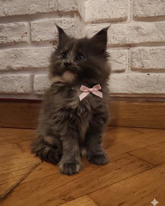Maine coon certificata afsi