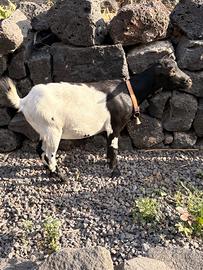 Capretta nana