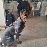 Cucciola di Rottweiler