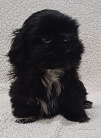 Cucciolo shih-tzu shitzu shihtzu